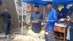 Idul Adha 1447 H: Kapalang Misteri Sukses Sebar 300 Ekor Domba Kurban untuk Masjid dan Pesantren